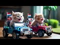 Tiny Kittens, Big Adventure | Toy Jeep Racing Story