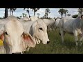 OKABRA BRAHMANS NAMIBIA - Premium genetics. Your chance to improve the profitability of your herds!