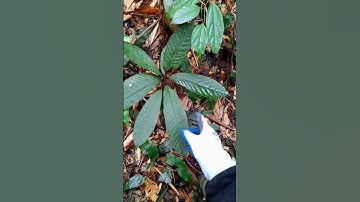 Gặp sâm quý trong rừng sâu