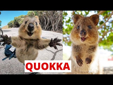 حیوانات Quokka چیست؟