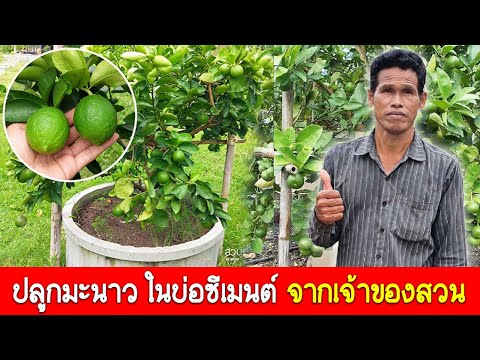 ปลูกมะนาว ในบ่อซีเมนต์ ให้โตไว ออกผลเร็ว ลูกดก