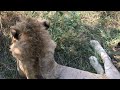 Молодняк в саванне сыт и спокоен! Тайган Young lions in the savannah are well fed and calm! Taigan