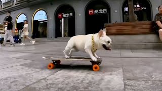 The bulldog, who can skateboard, surprised the streets and made the passers-by laugh. It was really