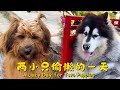 大王来福偷懒的一天~| A Lazy Day for Two Puppies【阿盆姐家的大王】