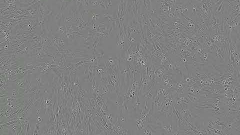 C2C12 Cell differentiation