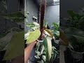 Strawberry shake#plants #garden #green #nature #housplants #tanamahias#orchids#aroids #antorium #fyp