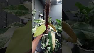 Strawberry shake#plants #garden #green #nature #housplants #tanamahias#orchids#aroids #antorium #fyp