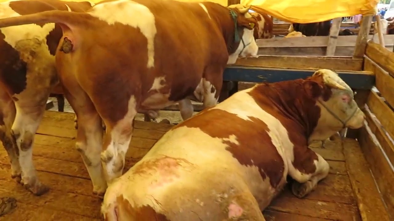 2022 Samsun Kurban Çadırların Sarayı Maşallah 🌹 İstanbul Tuzla 👐