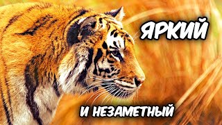 Как добыча видит тигра? Животные желтого и оранжевого цветов. Тайна цвета by Живая Планета 7,159 views 3 days ago 25 minutes