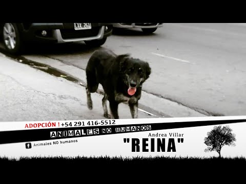 Animales No Humanos "REINA" - Cap 3°