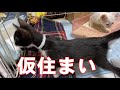 【保護子猫】 仮住まいの子猫達 #016