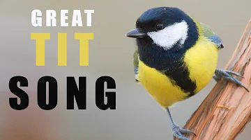 Bird sounds. Great tit chirping and singing in the spring forest