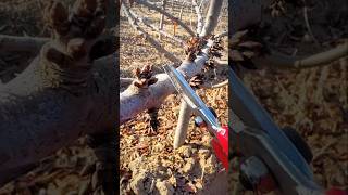 Cherry 🍒 tree pruning #satisfying #farming #pruning Cherry Tree Pruning Techniques Satisfying Shortsvideo