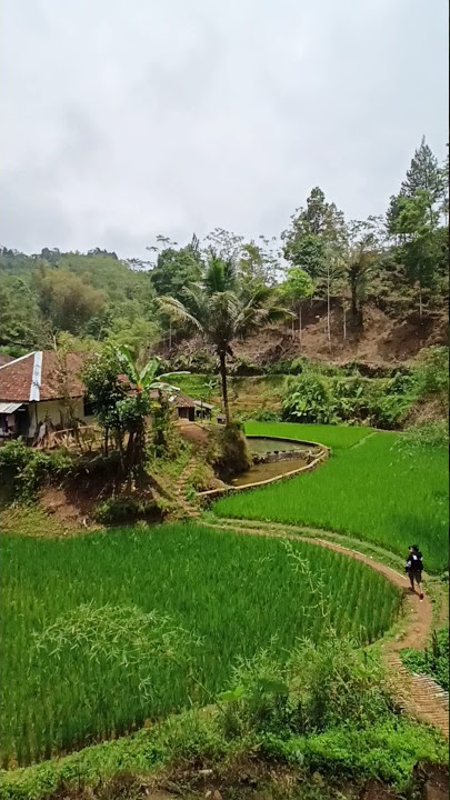 PESAWAHAN,, FYP,SHORTS,,#shorts #pesawahan #pedesaan #kampung #kampunginggris #kampungsunda