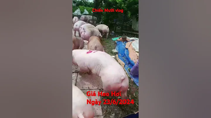 Giá Heo Hơi Hưng Yên 23 tháng 6, 2024 , Giá 68 .000/kg