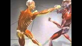 Boxing - More Power from your Punches