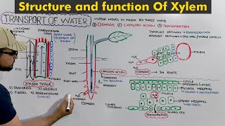 Transport of water in Plants: Structure and Functions of Xylem