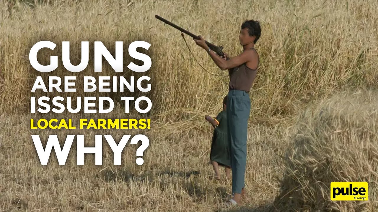 Guns are Being Issued to Local Farmers! Why? YouTube