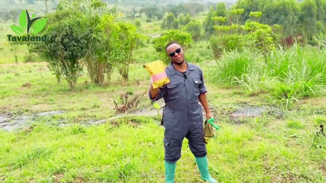 How to Grow Sugar Grass Naturally | Zero Fertilizer Farming