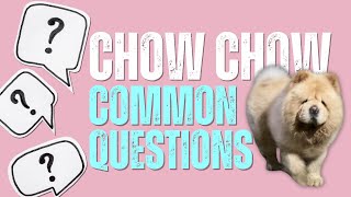 Chow Chow Common Questions| Temperament | Expenses | Family Dog by The Wolf and Bears 66 views 2 months ago 4 minutes, 1 second
