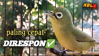 CIAK CIAK JOSS KECIAL KUNING AMPUH||PANCINGAN KECIAL MALAS BUNYI||
