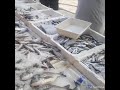 احبابنا سيرو