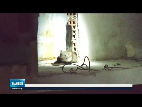 Εισβολή μινκ στην Κοζάνη | 08/07/2021 | ΕΡΤ