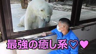 【奇跡のホッキョクグマ 】しろくまピースの名場面2020年上半期編。とべ動物園にて。