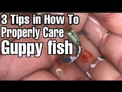 How to care Guppy fish | 3 Tips of Keeping guppies| 