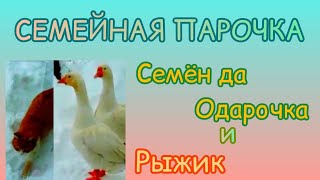 #shorts  СЕМЕЙНАЯ ПАРОЧКА - СЕМЁН да ОДАРОЧКА. РЫЖИК. ЖИТЬЁ БЫТЬЁ в ДОМИКЕ у РЕКИ. ЗИМУШКА-ЗИМА  215