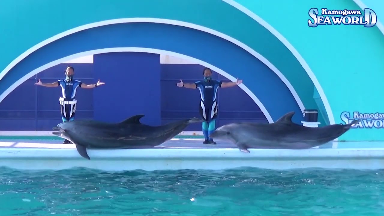 イルカメページ✩ YouTube