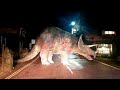 10 Dinosaurs Caught on Camera in Real Life