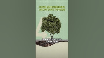 Why Trees 🌳 Are So Important | Bloomberg Philanthropies