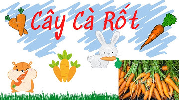 Khám Phá Thế Giới Cùng Bé, Dạy Bé Học Và Nhận Biết Cây Cà Rốt - Su Su TV