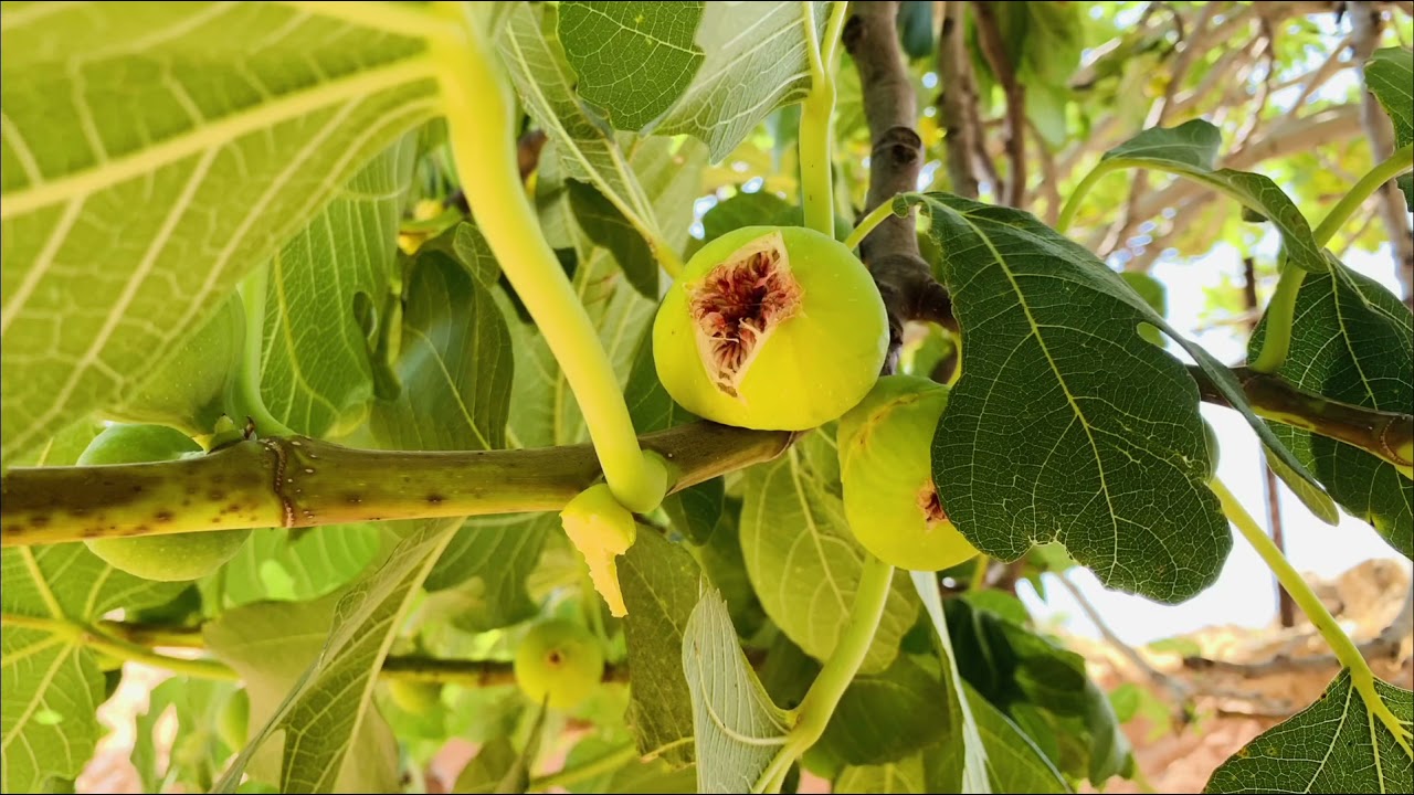 Incirli Köyü Pazarcik 2021