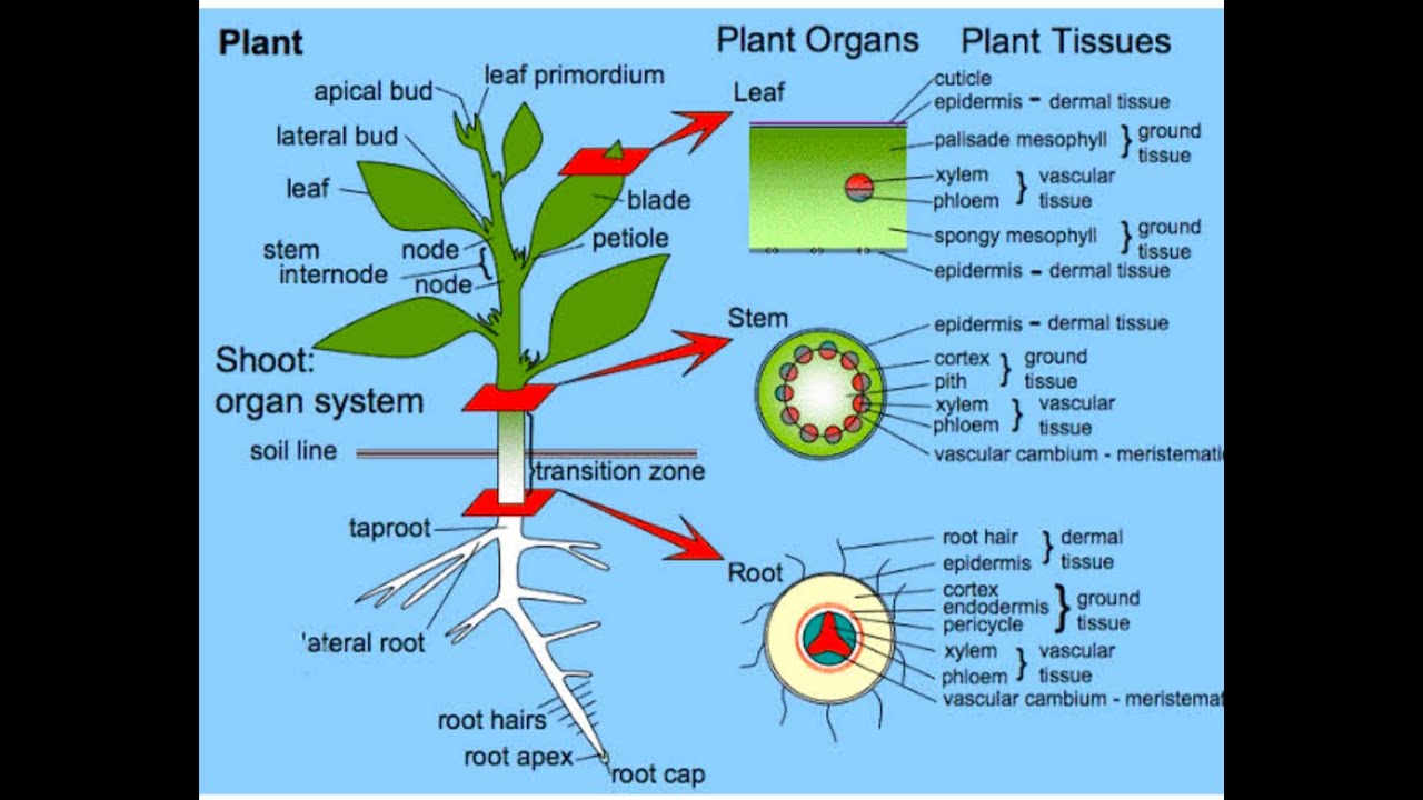 Plant structure. Система растений. Plant Organs. Plant Biology Plant structure. Plant Tissue structure.