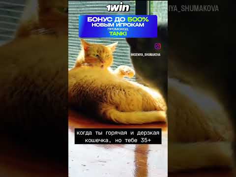 Прикольные Кошки #бонусник #онлайнказино #наигрыши #casino #музыка #беларусь #рекомендации #топ