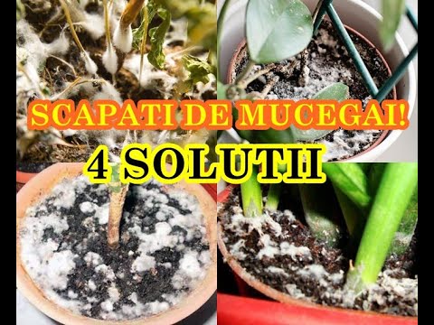 Video: Scăpați De Mucegaiul De Pe Plante