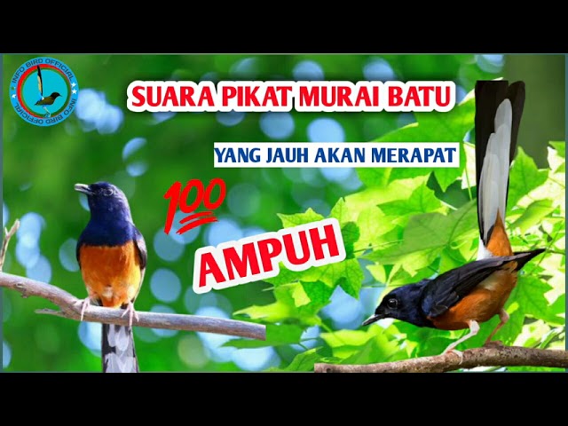 Suara pikat Murai Batu Terbaru 2021 ampuh yang jauh akan merapat!!! class=