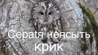 Сераtя неясыть крик, голос, песня