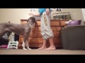 Allergen Detection Service Dog Allergen Detection Service Dog