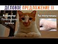 ДЕЛОВОЕ ПРЕДЛОЖЕНИЕ ОТ КОТА ))) Приколы с котами | Мемозг 1222