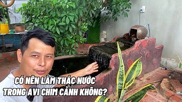 Có nên làm thác nước trong avi chim cảnh không?