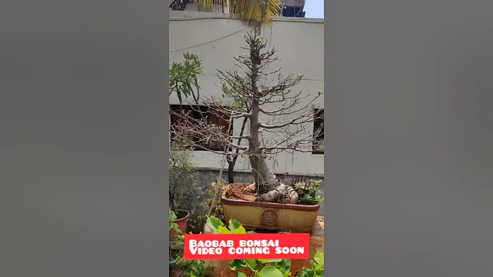 Baobab bonsai #shorts