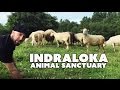Indraloka animal sanctuary the vegan zombie