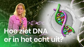 Wat is DNA? | Het Klokhuis