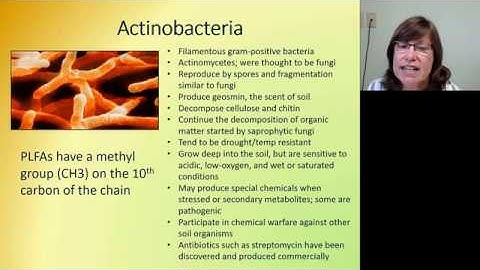 Utility of the Phospholipid Fatty Acid Analysis