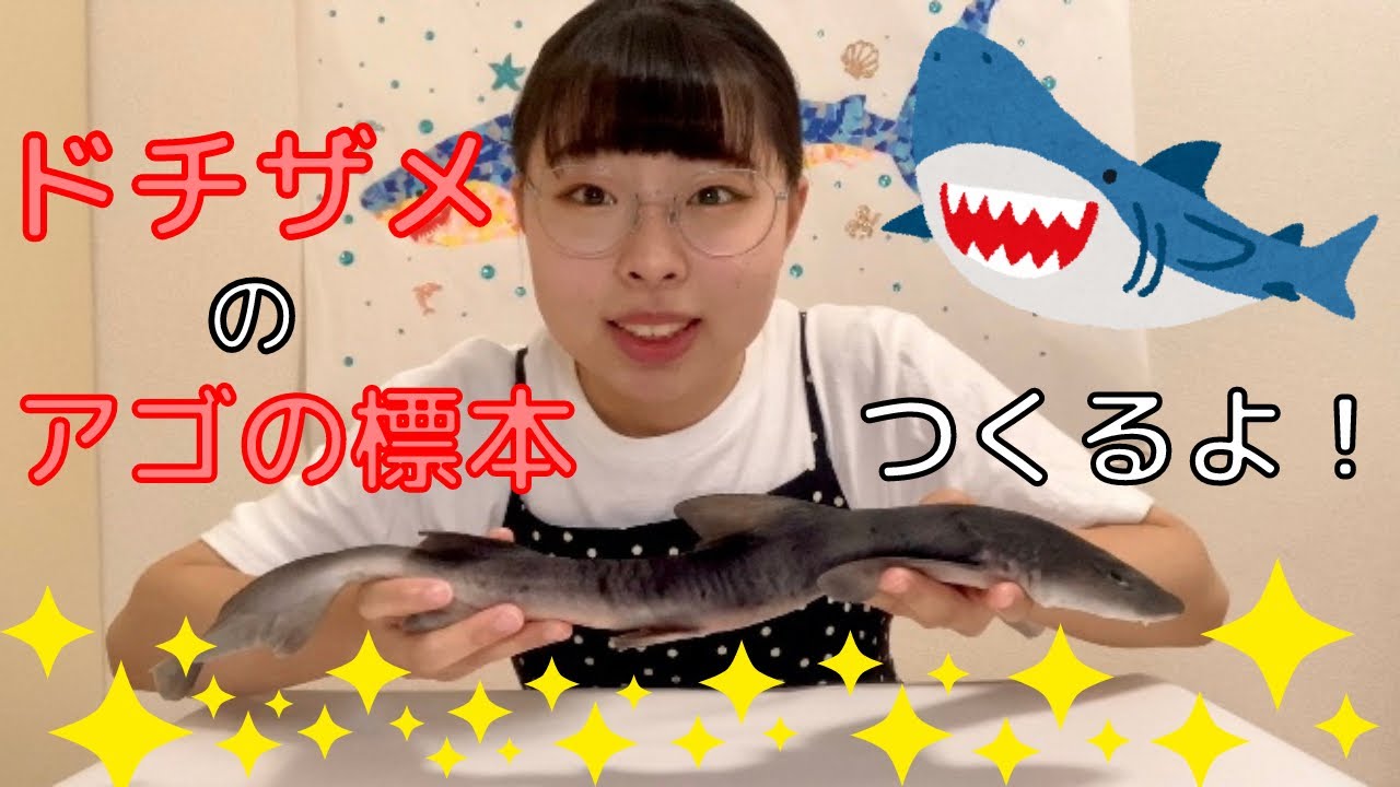 エビスザメ　頭骨標本 エビスザメ 頭骨標本の通販はau PAY マーケット - 輸入雑貨のネット