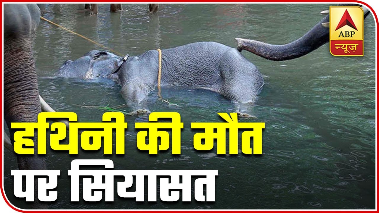 Elephant Killing In Kerala Being Politicised As Culprits Roam Free | ABP News