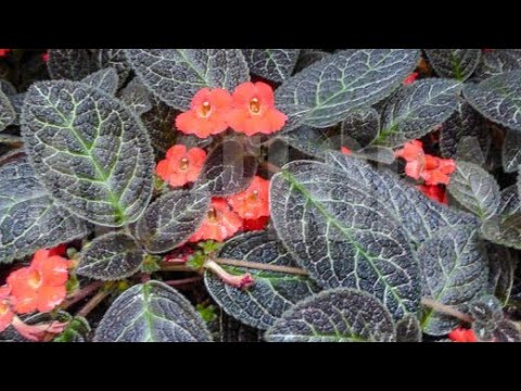 Video: Episcia Kućne biljke plamene ljubičice - Kako uzgajati biljku plamene ljubičice